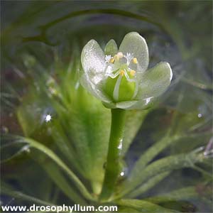 Aldrovanda05.jpg