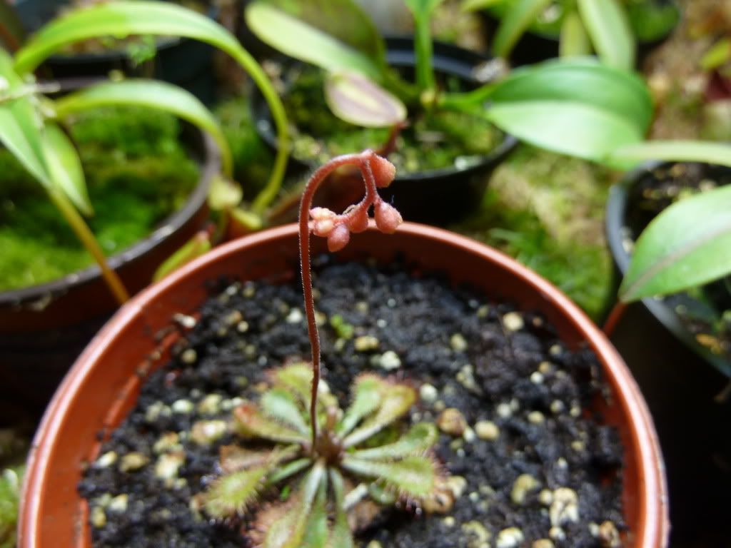 plants10032012008.jpg
