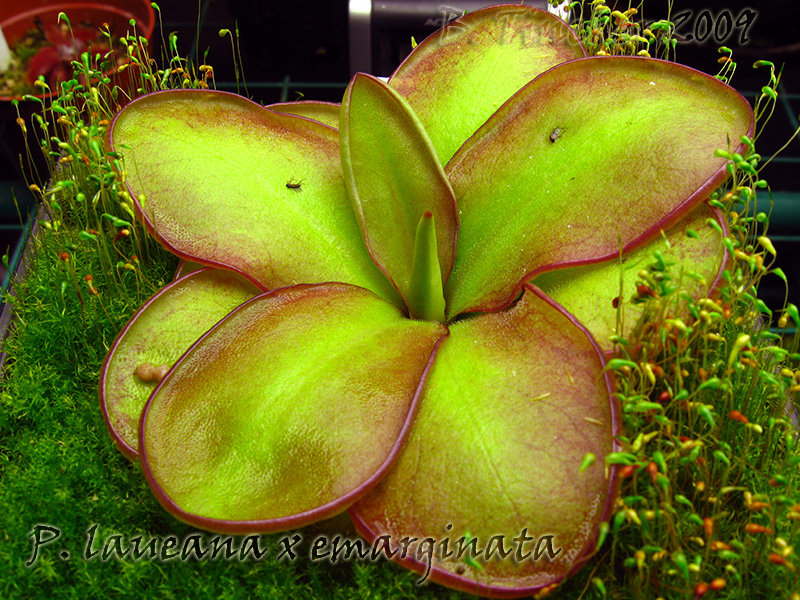 P_laueana_x_emarginata.jpg