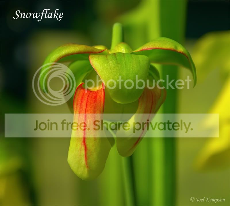 SnowflakeFlower.jpg