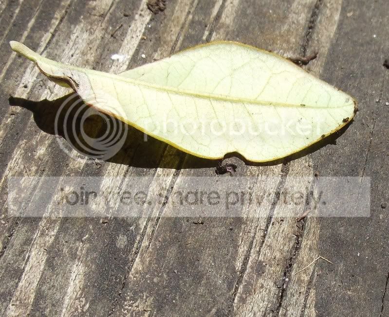 DSCF3996.jpg