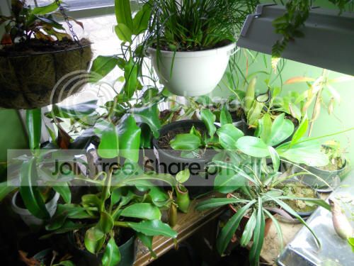 bedroom-plants_11-4-12.jpg