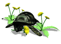 turteatdandelion.gif