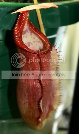 izumiaexxtrusmadiensis.jpg