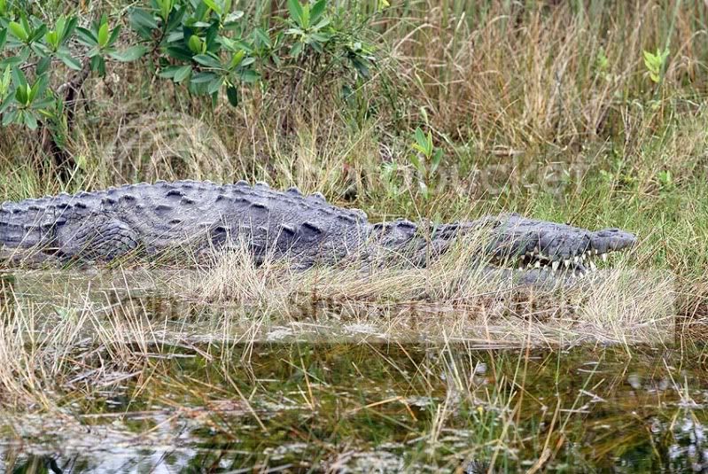 Okee-Everglades1420.jpg