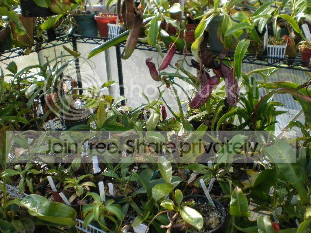 Greenhousefifth.jpg