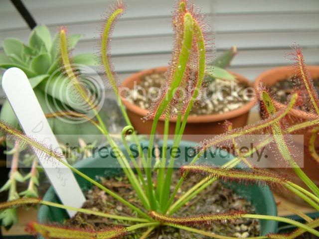 Moreplants014.jpg