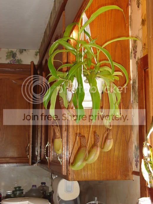 flowers007.jpg