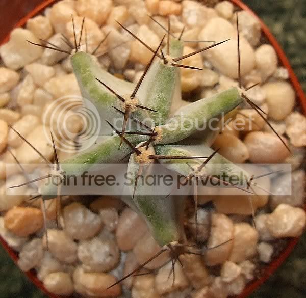 cactuspics08023.jpg