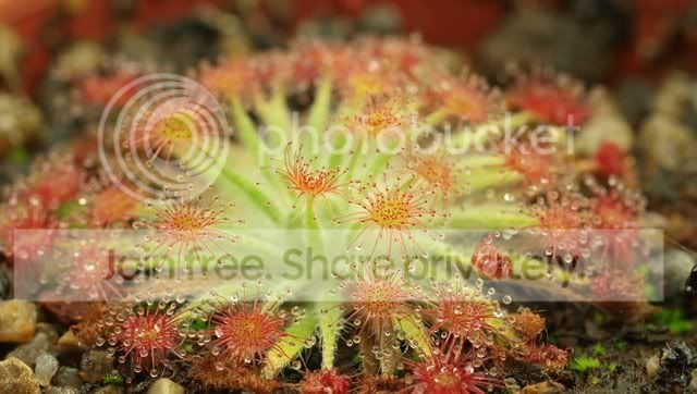 d_unknown_seedling.jpg