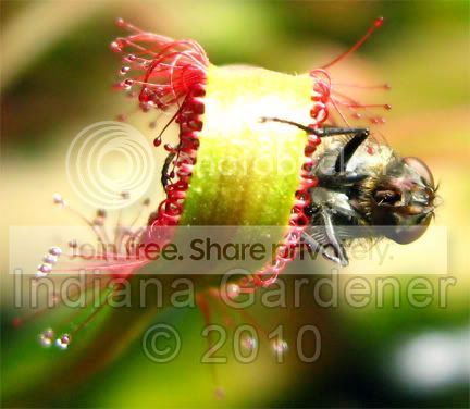 fly-2.jpg