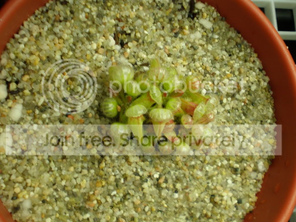 CephAfterMossRemovalRepot.jpg