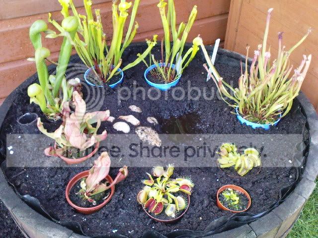 vft005.jpg