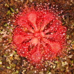 Drosera_esmereldae_thumb.JPG
