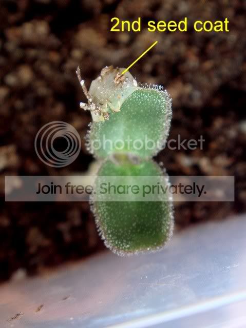 ibicella_lutea_seedling_exra_coat.jpg
