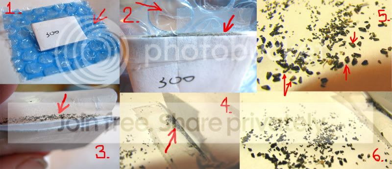 SendingSeed3.jpg