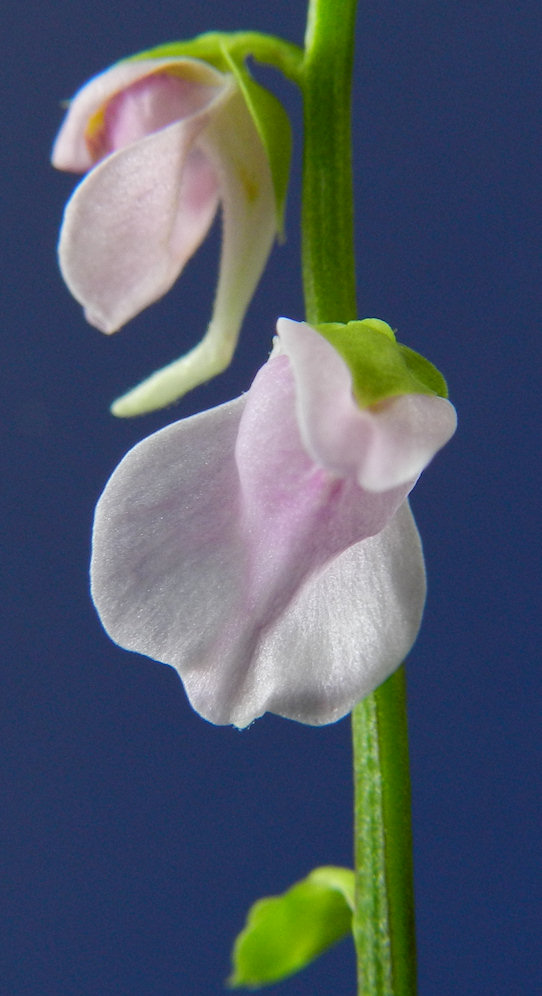 u-calycifida-yog-sothoth-8-21-14-alt.jpg