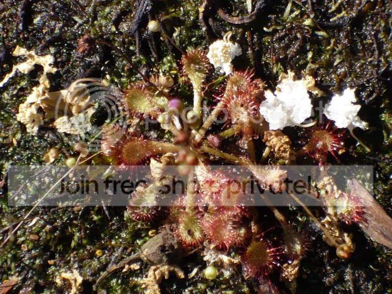 Sundews006.jpg