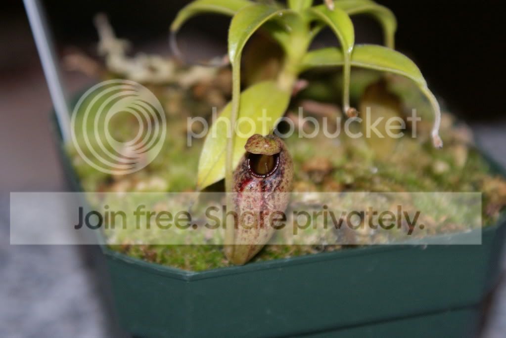 Nepenthes008-1.jpg