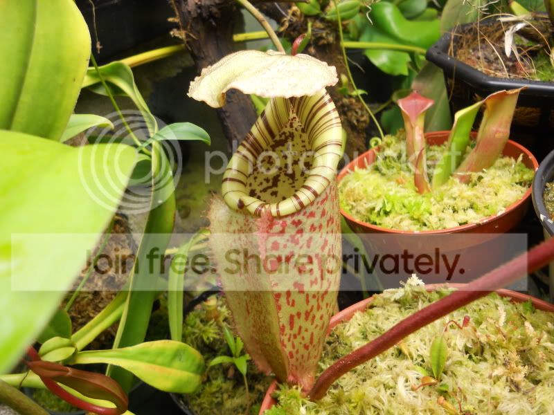 Nburbidgeae_3-1-12.jpg