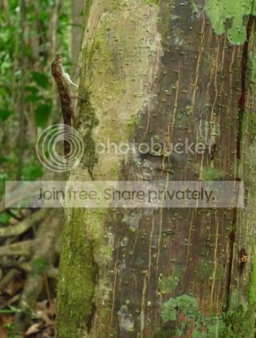 elYunque-lizardbarkRS.jpg