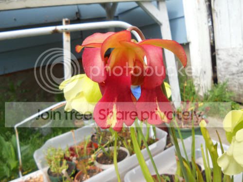 Shybred_6-1-12.jpg