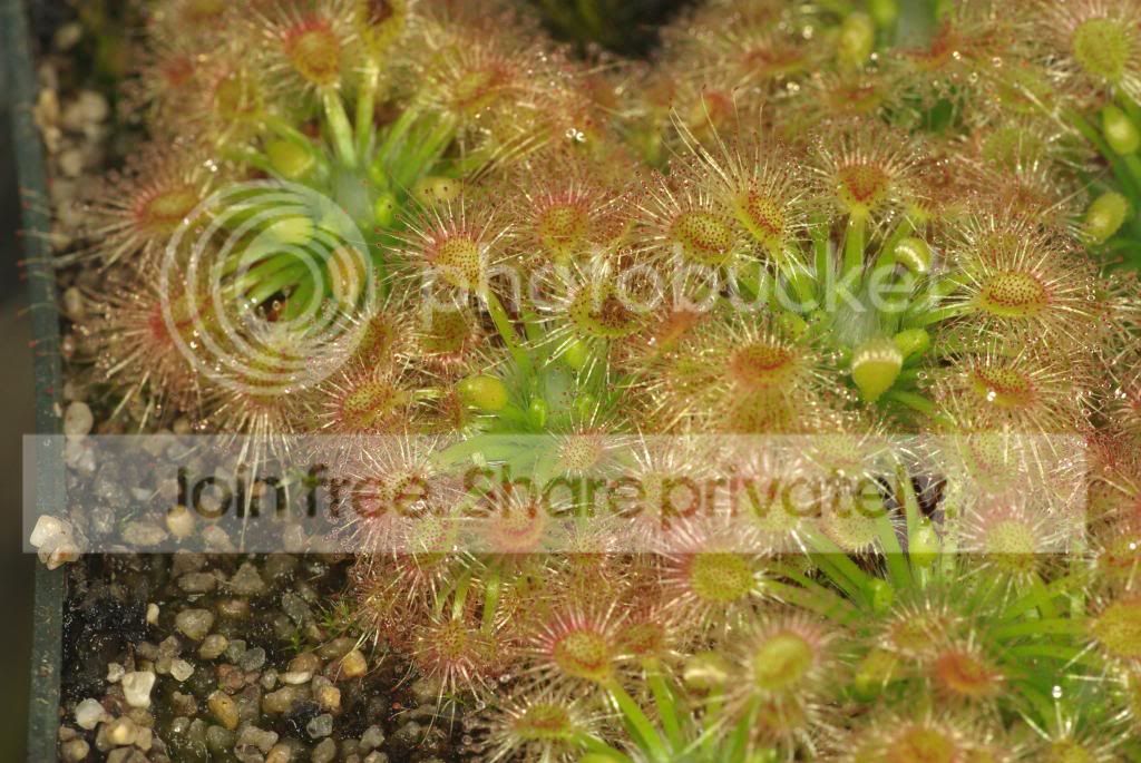 IMGP5309copy_zps8ef15f44.jpg