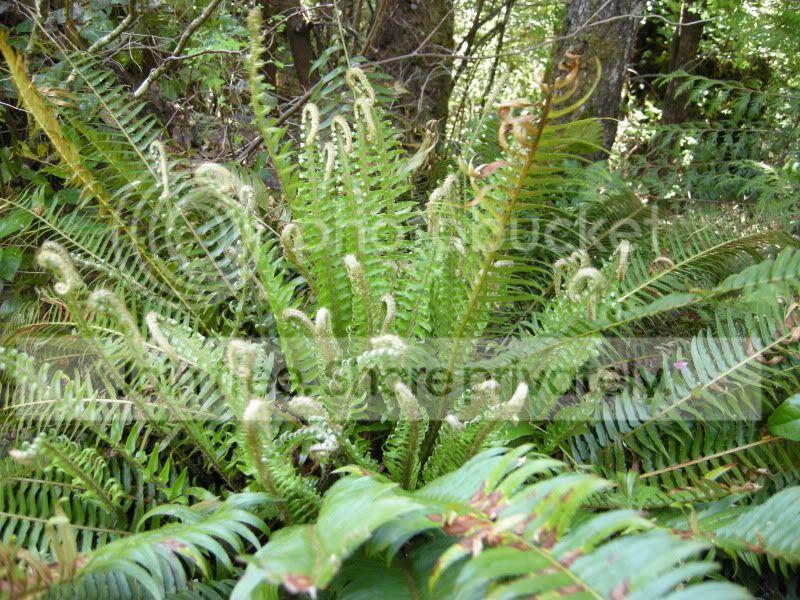 DSCN6004.jpg