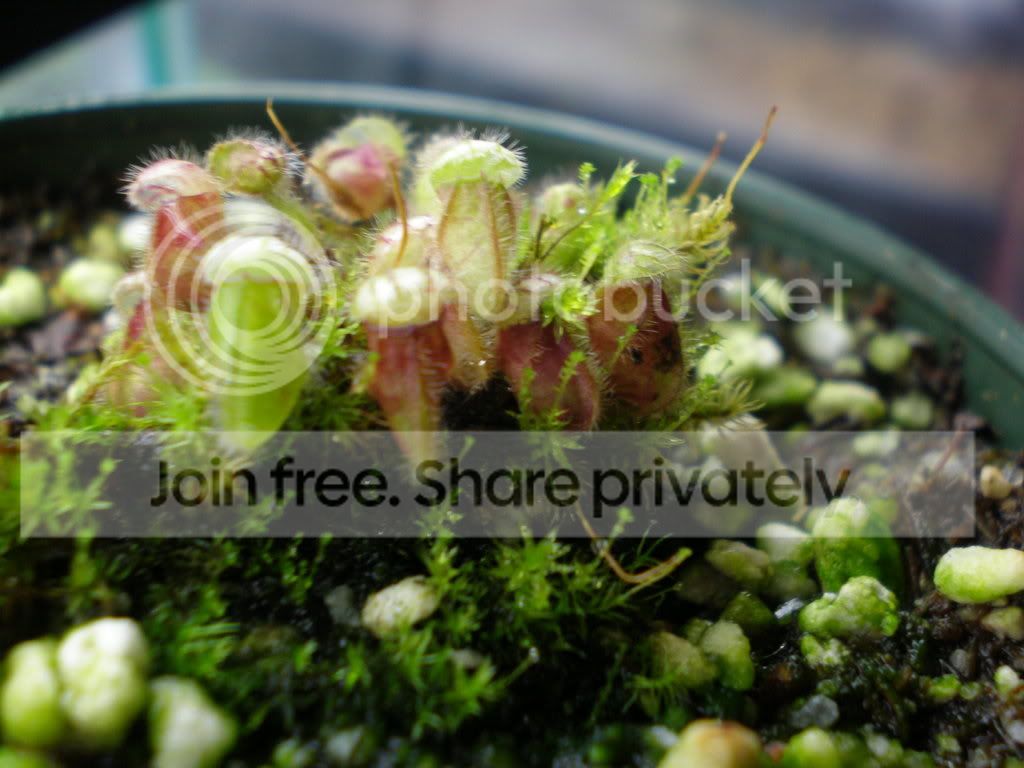 MossballCeph.jpg
