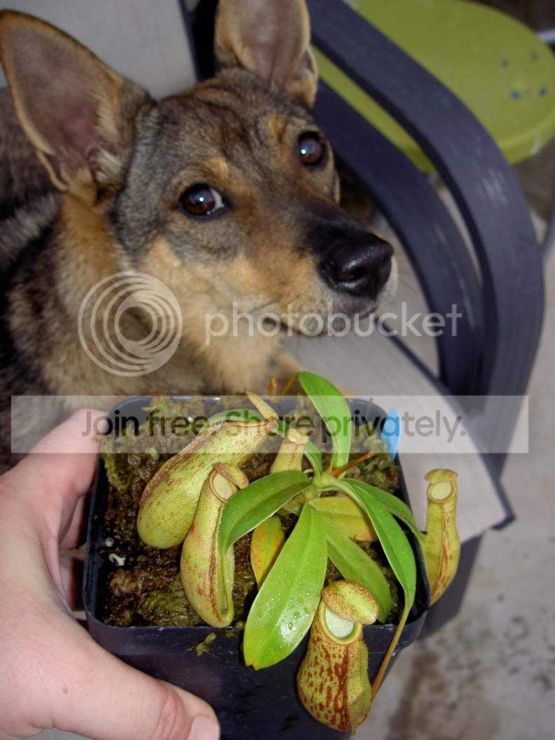 NepenthesinsignisZerberus051019.jpg