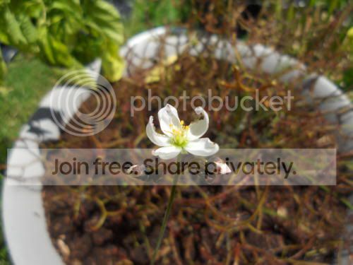 Dmultifida-flower_7-4-11.jpg