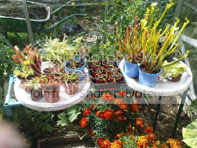 vft018.jpg