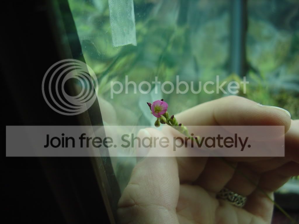 Droseraflowers007.jpg