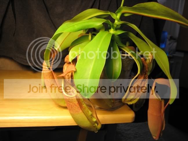 resizedorangeplant.jpg