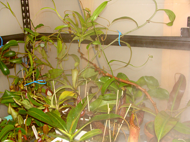 nepenthes-indoor-top-shelf-12-27-13.jpg