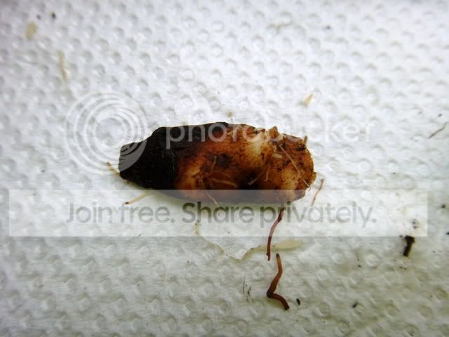 cephalotus_rhizome_cutting1.jpg