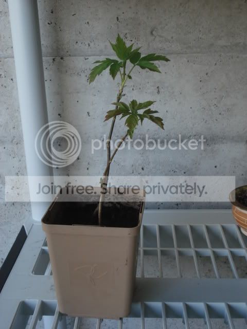 DSC01734.jpg