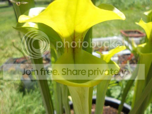 Sflava_7-4-11.jpg