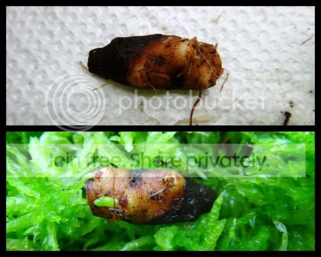 cephalotus_rhizome_cutting1_241111.jpg