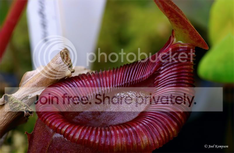 N62VentricosaxTrusmadiensis2SIG.jpg