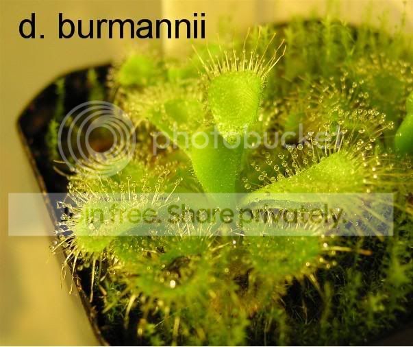 burmannii.jpg