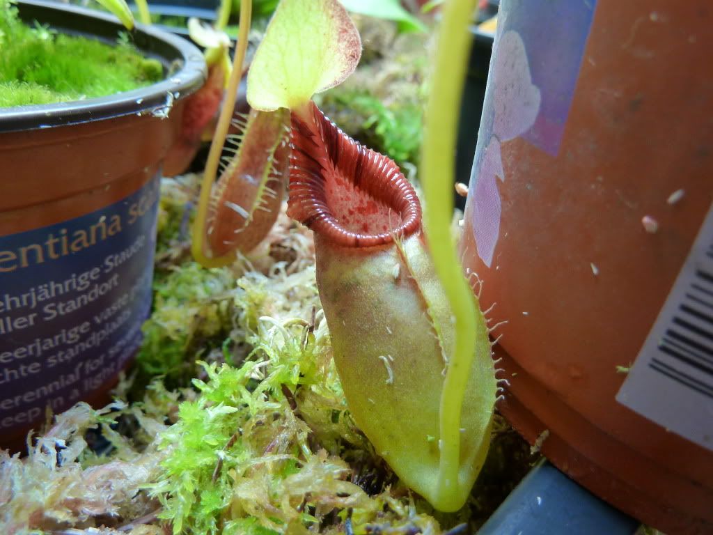 plants10032012011.jpg