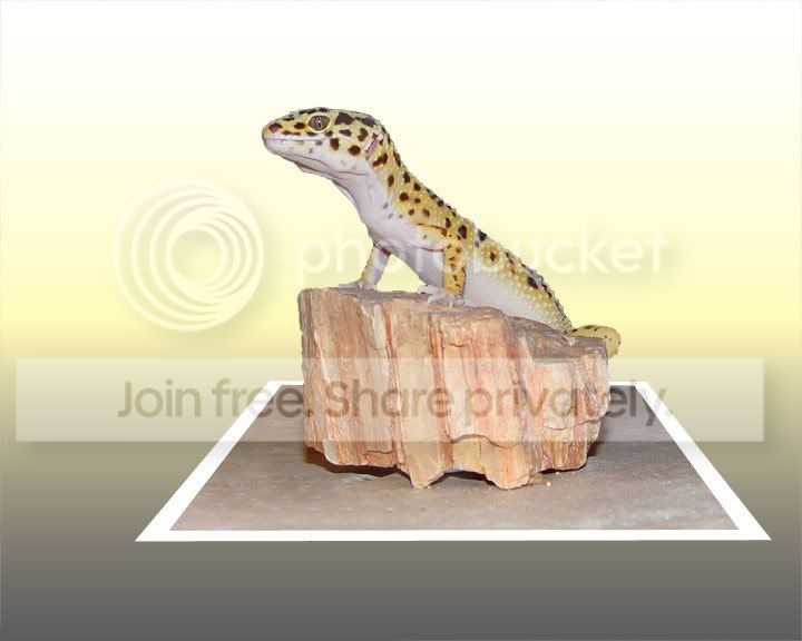OOB-Gecko-Rock.jpg