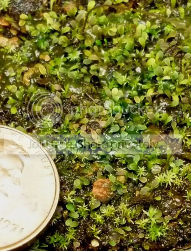 Uwelwitschiifoliage1022811RSDK.jpg