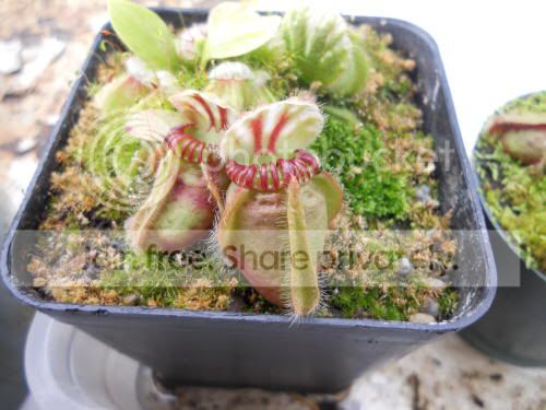 cephalotusHG_3-17-12.jpg