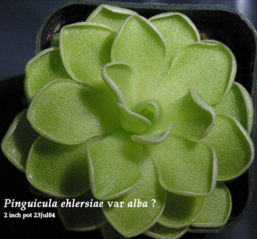 P_ehlersiae_alba_A.jpg