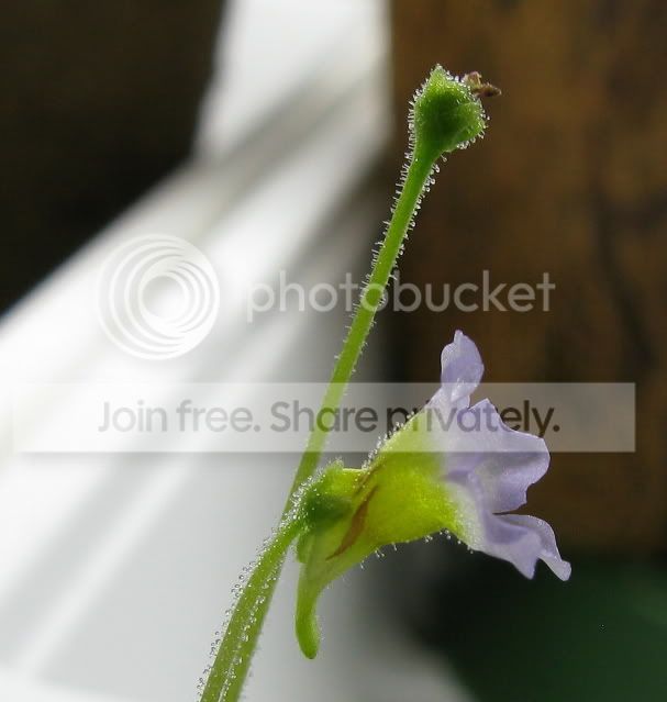IMG_1394-P-lilacina-flower.jpg