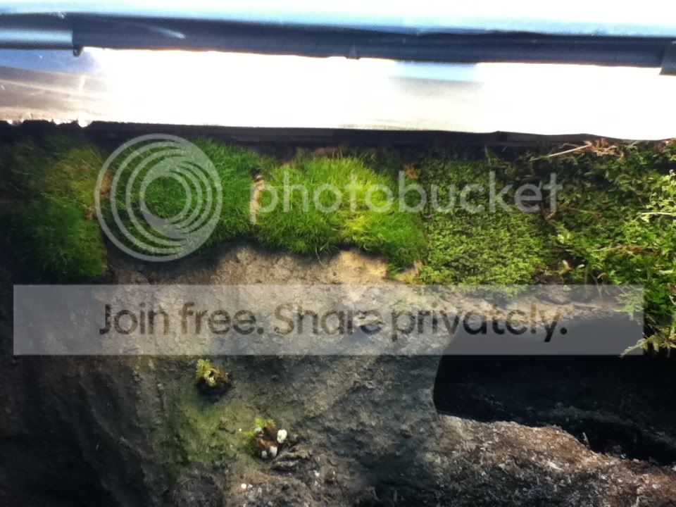 moss02_01_22_11.jpg