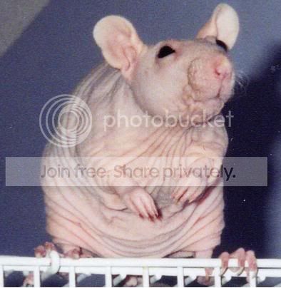 hairlessrat.jpg