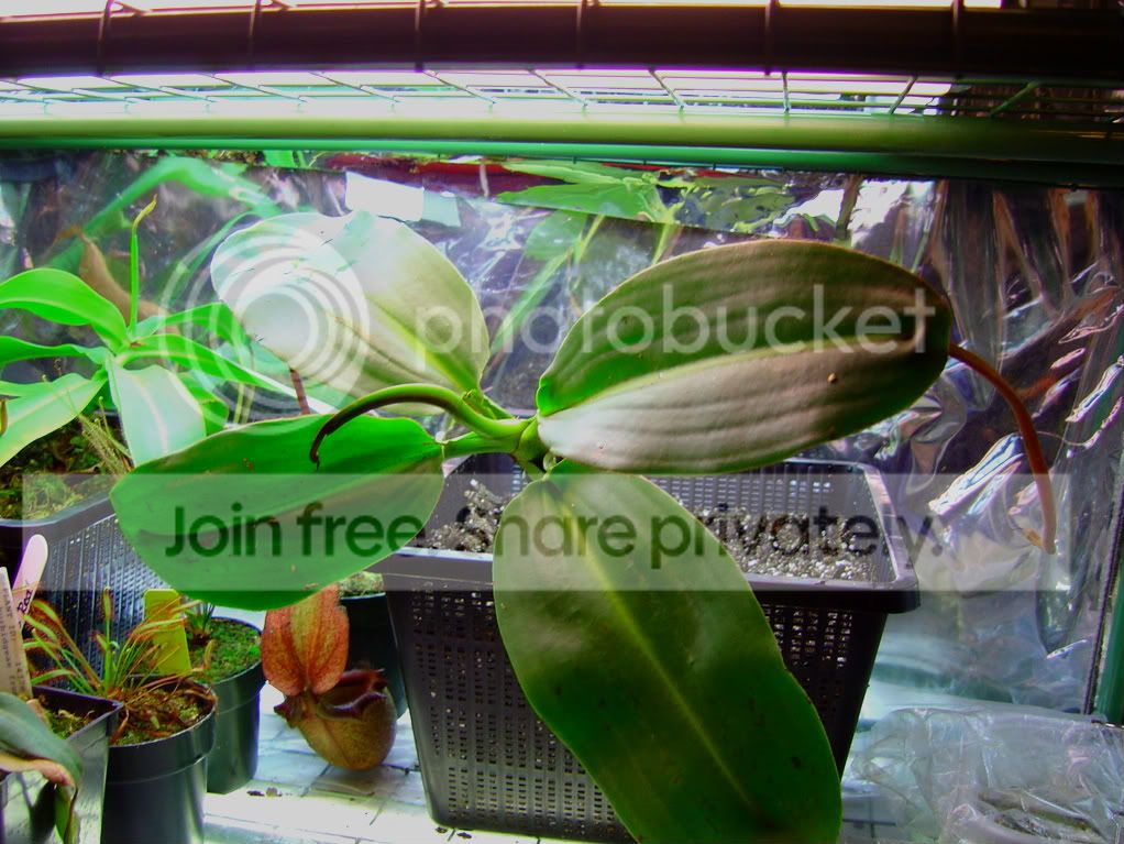 Nepnepsandupdates2-28-09004.jpg